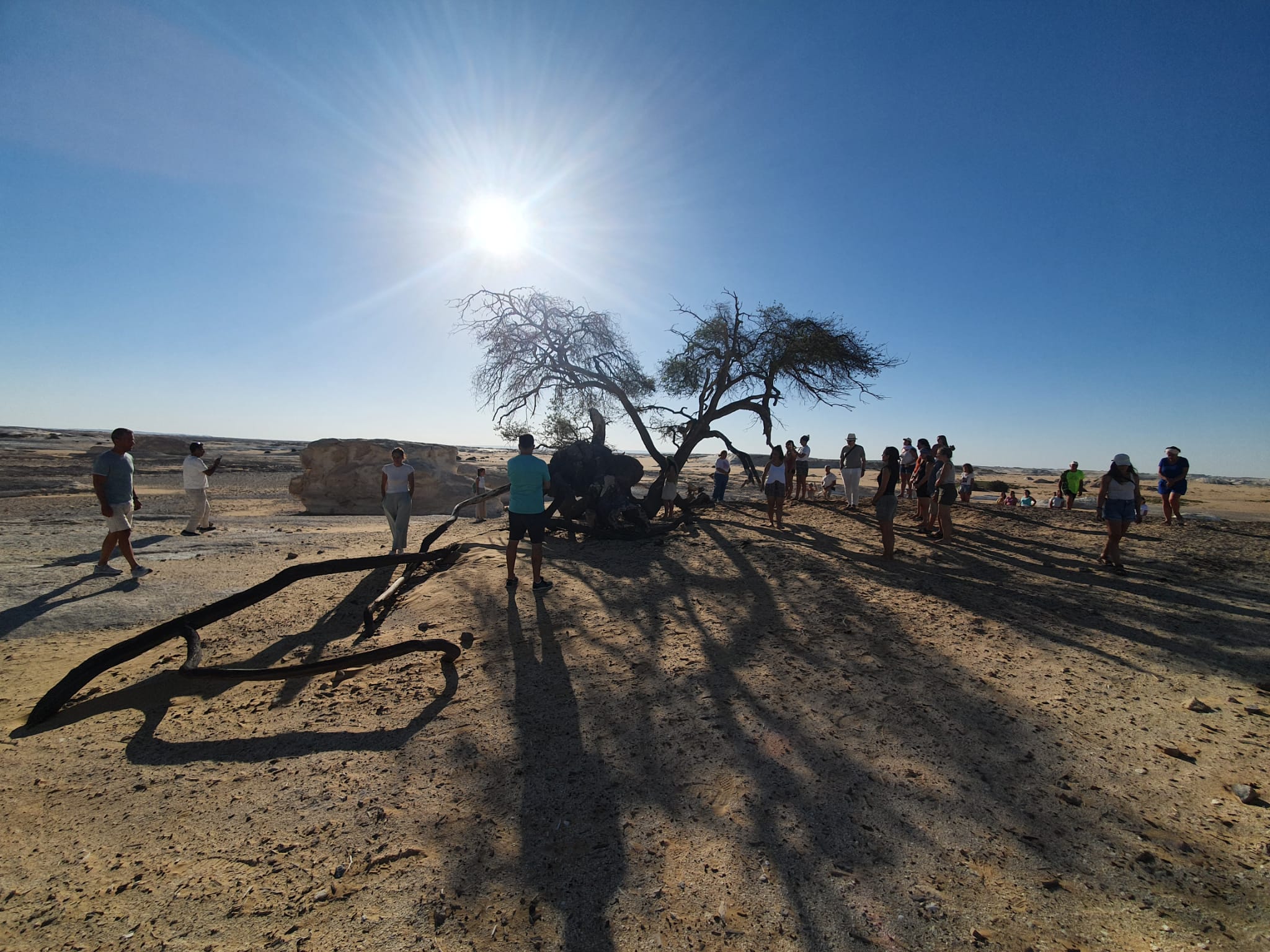 Árbol de la analgesia en el Desierto Blanco de Egipto Árbol de la analgesia en el Desierto Blanco de Egipto