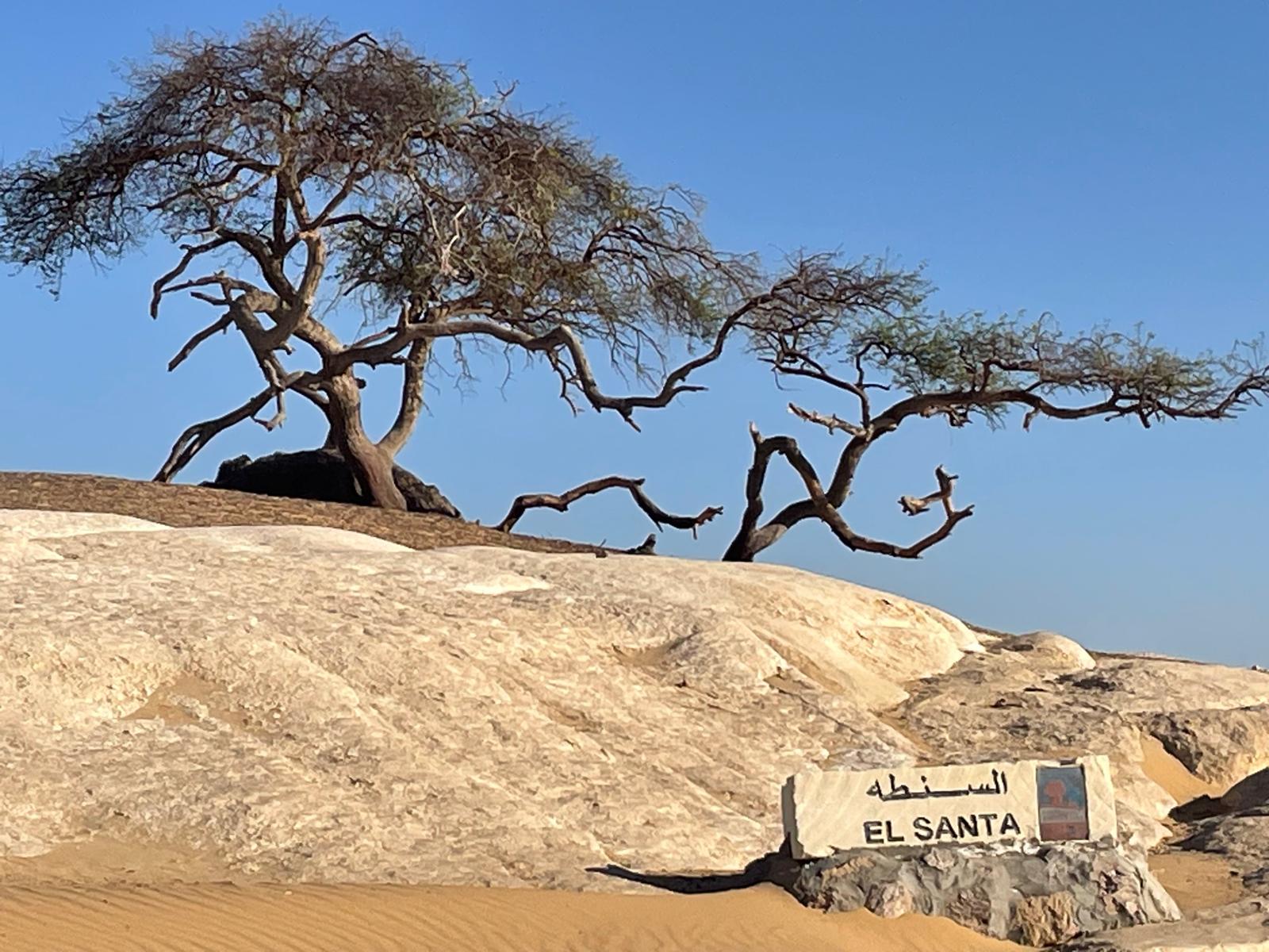 Árbol de la analgesia en el Desierto Blanco de Egipto Árbol de la analgesia en el Desierto Blanco de Egipto